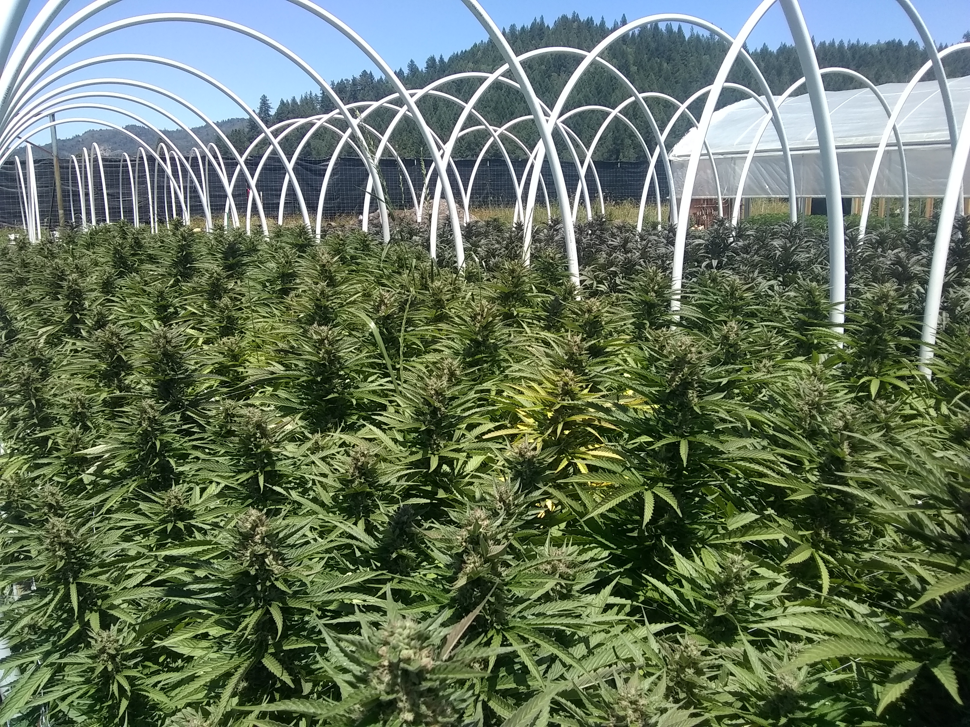 IMG_20190610_134209343